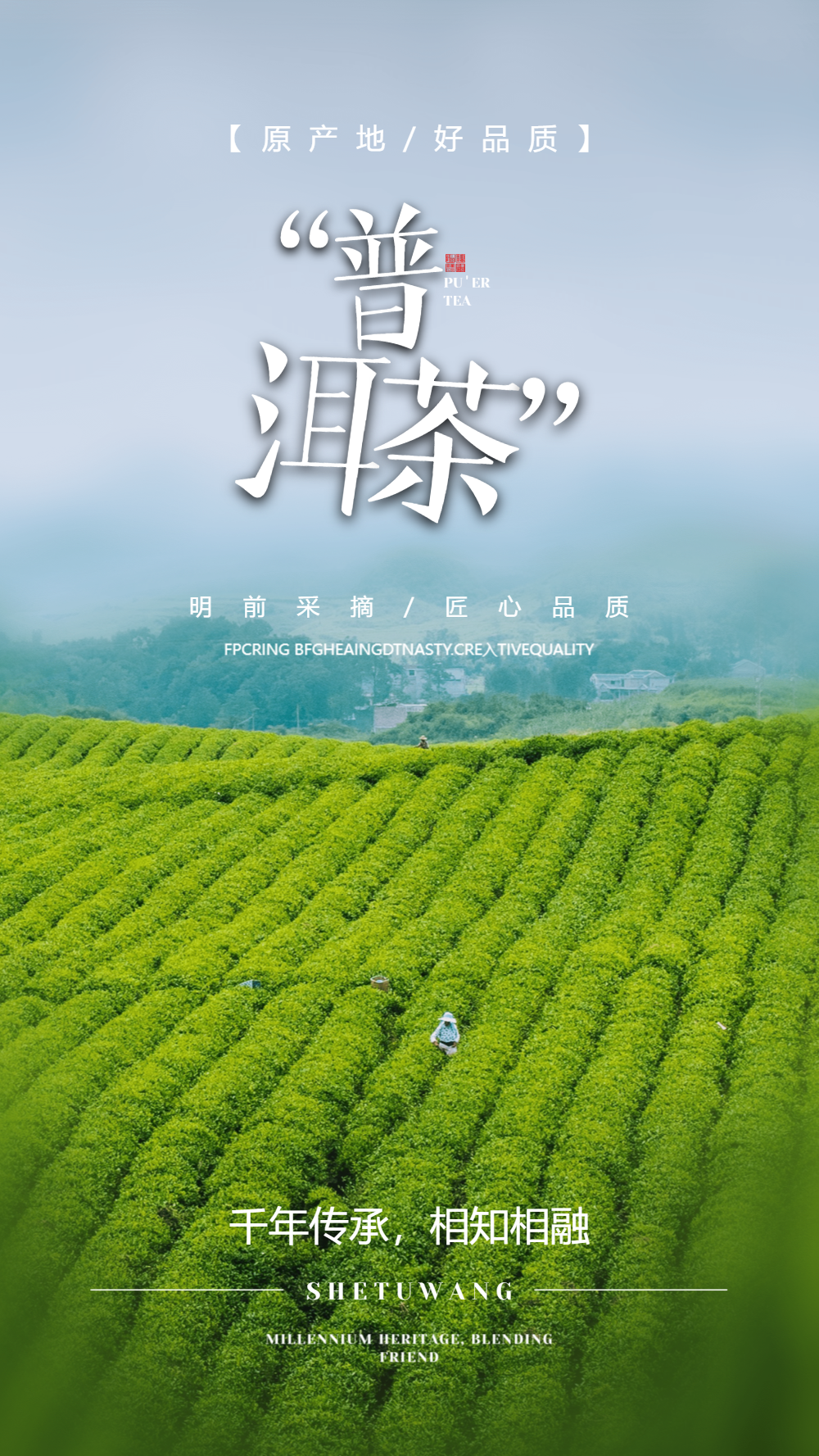 有机普洱茶美食摄影图海报