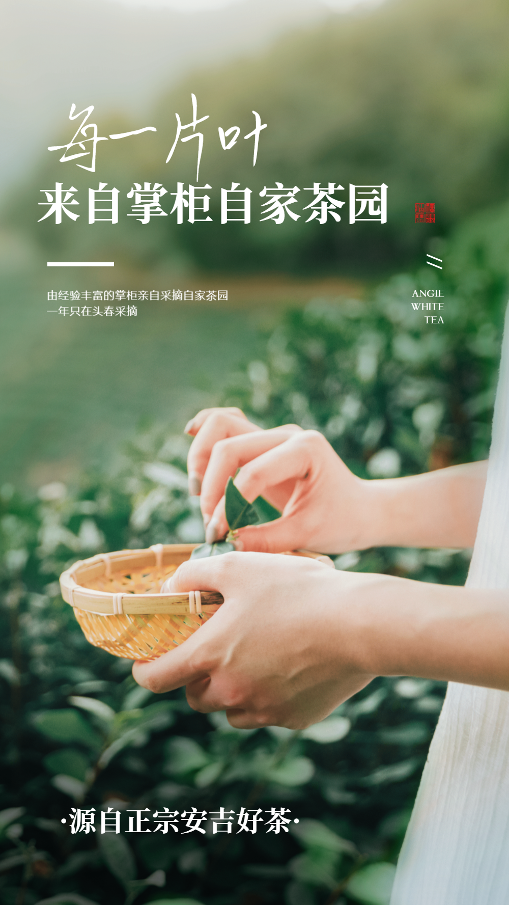 正宗安吉好茶摄影图海报