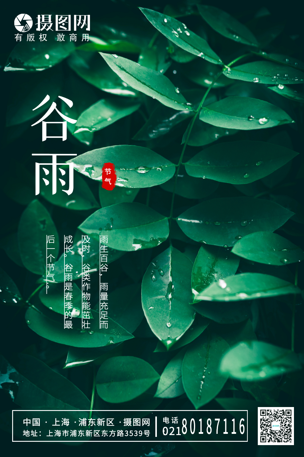 小清新24节气谷雨海报