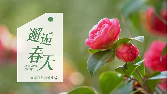 春天花卉图片-春天花卉模板-在线设计制作-图怪兽