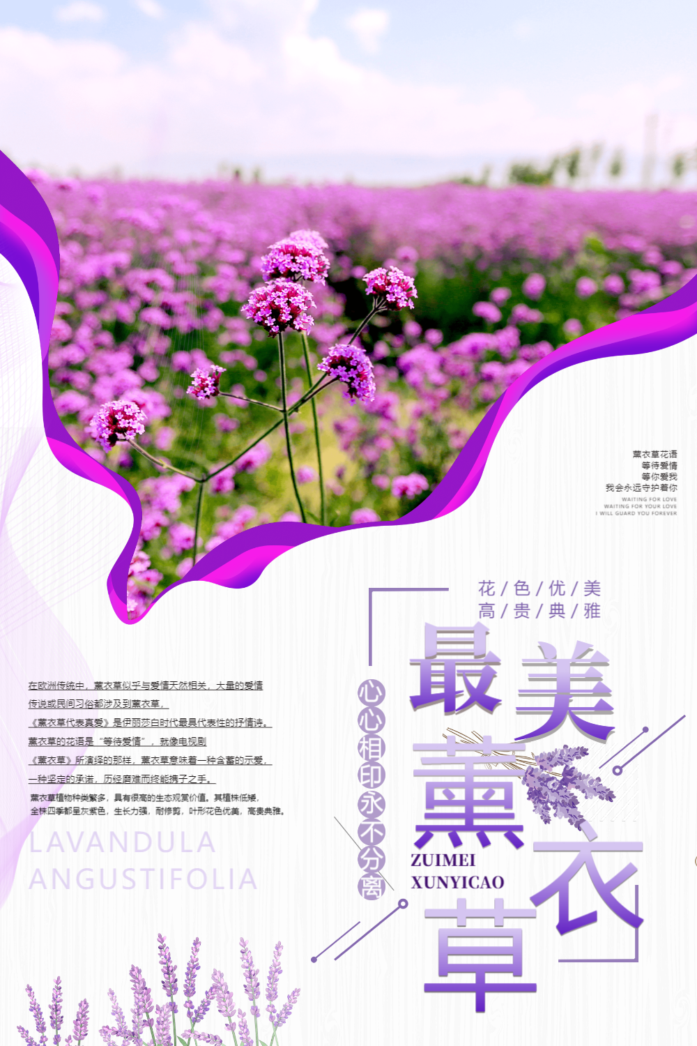 大气简约薰衣草海报