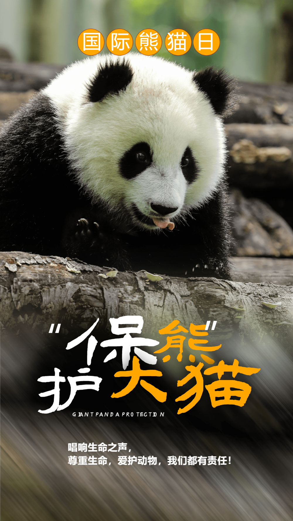 保护大熊猫摄影图海报设计