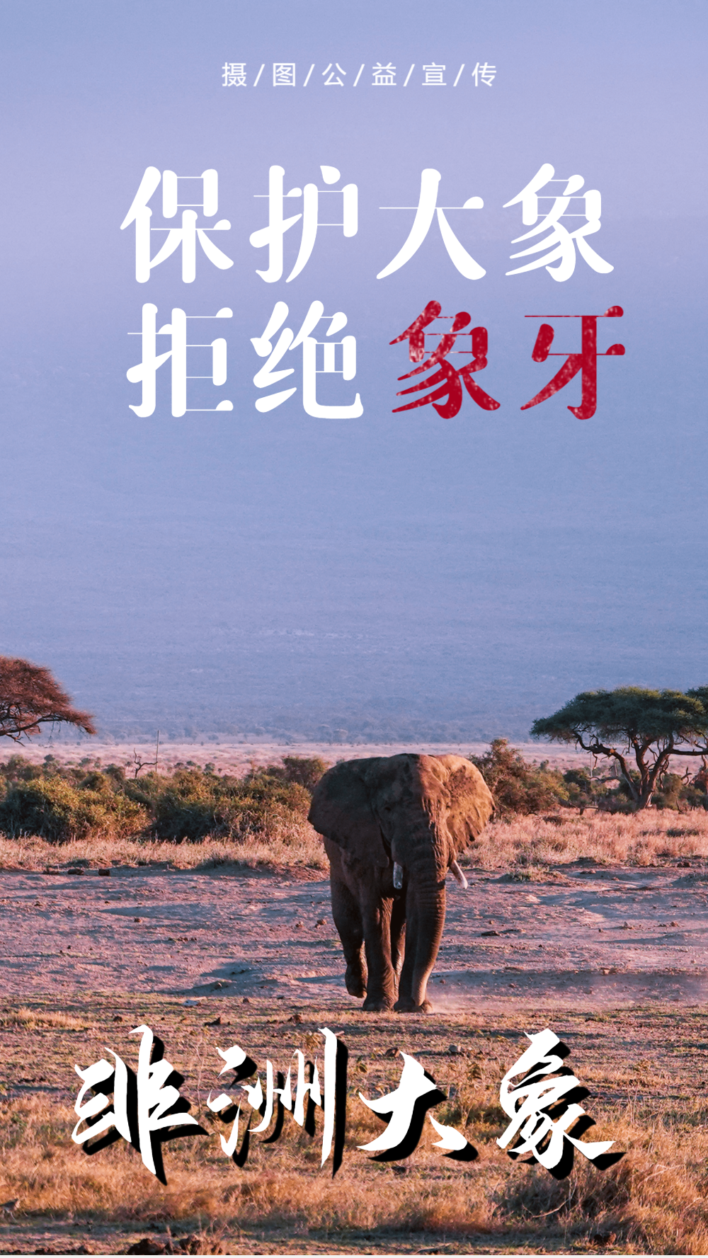 保护大象拒绝象牙摄影图海报