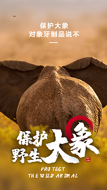保护野生动物非洲大象摄影图海报