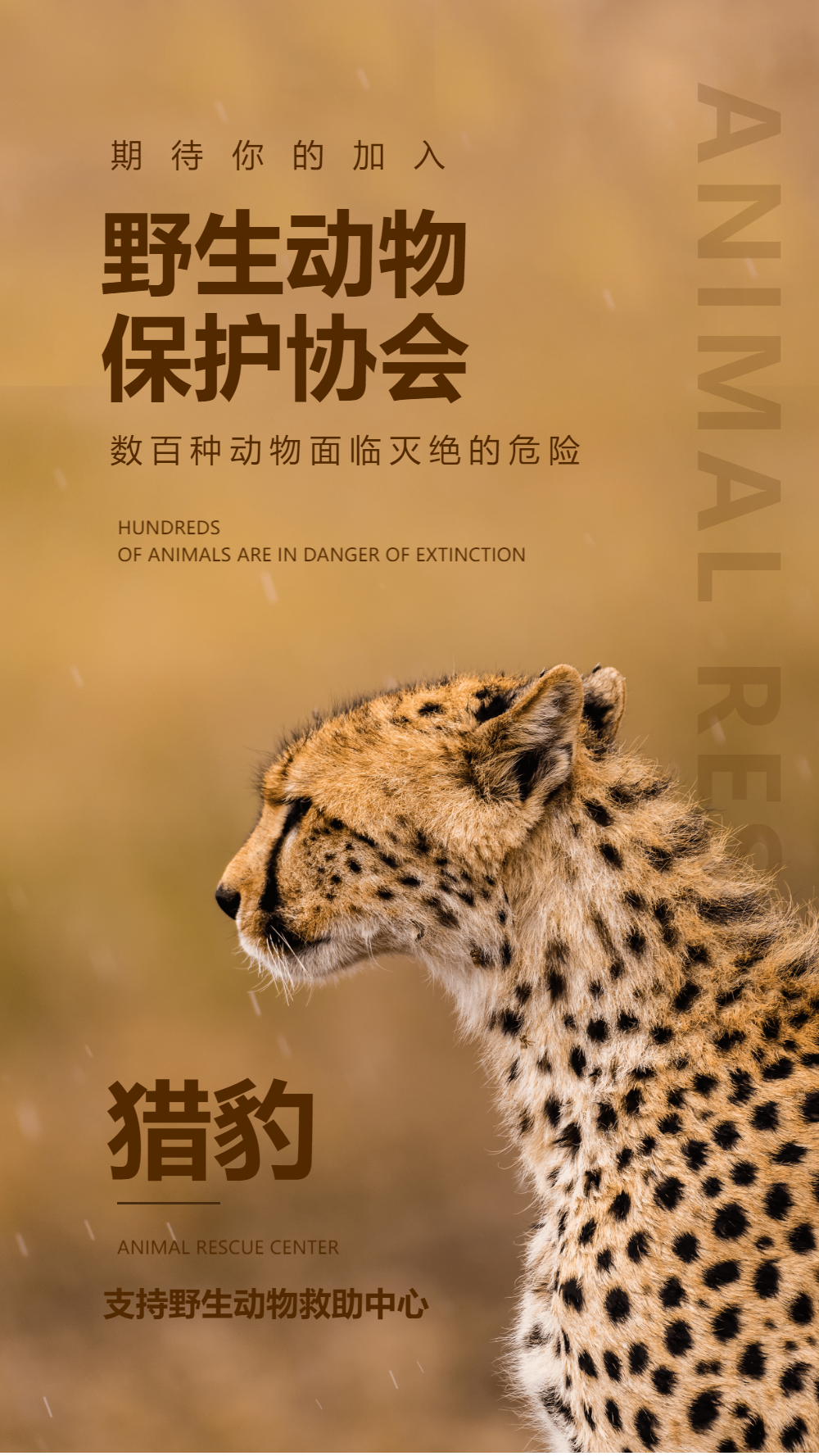 正版野生动物保护协会公益宣传摄影图海报正版世界动物日保护野生动物