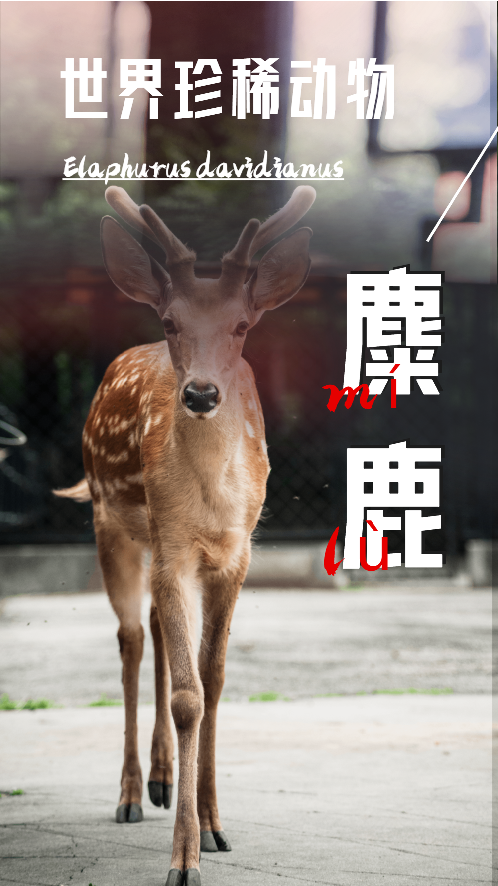 动物世界麋鹿摄影图海报